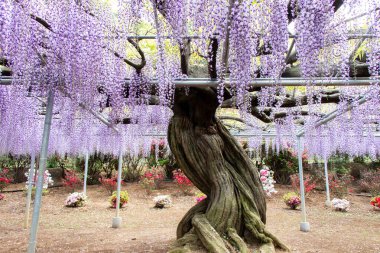 29 Nisan 2019 Ashikaga, Japonya: Ashikaga Parkı, Tochigi mükemmeliyeti, Japonya
