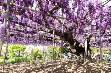 29 Nisan 2019 Ashikaga, Japonya: Ashikaga Parkı, Tochigi mükemmeliyeti, Japonya