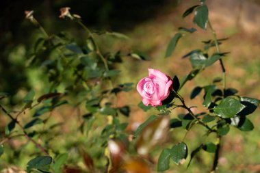 Yeşil yapraklı pembe gül çiçeği