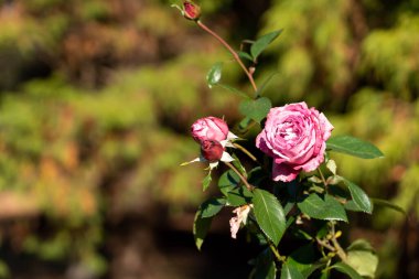 Yeşil yapraklı pembe gül çiçeği