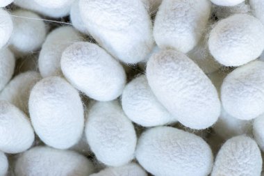 Beyaz koza sahnesinde ipek böceği grubu