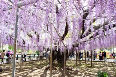 29 Nisan 2019 Ashikaga, Japonya: Ashikaga Parkı, Tochigi mükemmeliyeti, Japonya