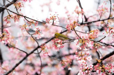 Kuş, çiçek döneminde pembe renkli sakura (kiraz) dalına tünemiştir.