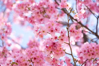 Kapalı arkaplan pembe çiçek sakura (kiraz çiçeği)