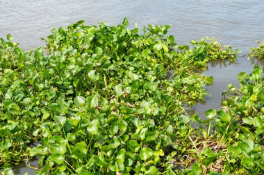 Common water hyacinth (Pontederia crassipes) that is and aquatic plant on the river  clipart