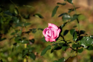 Yeşil yapraklı pembe gül çiçeği