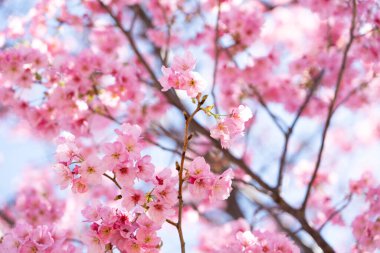 Kapalı arkaplan pembe çiçek sakura (kiraz çiçeği)