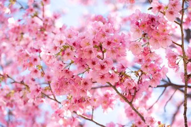 Kapalı arkaplan pembe çiçek sakura (kiraz çiçeği)