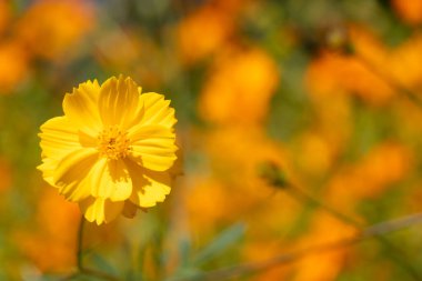 Güzel sarı renkli kozmos (Kozmos sülfür) çiçek tarlası arka planı