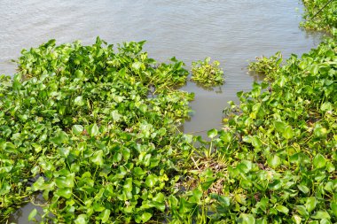 Nehirdeki yaygın su sümbülü (Pontederia crassipes) ve su bitkisi 