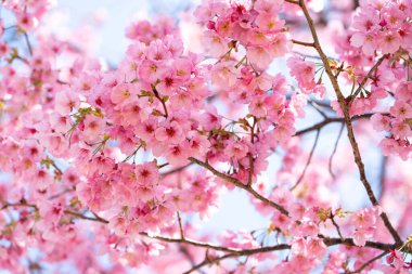 Kapalı arkaplan pembe çiçek sakura (kiraz çiçeği)