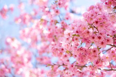 Kapalı arkaplan pembe çiçek sakura (kiraz çiçeği)