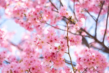 Kapalı arkaplan pembe çiçek sakura (kiraz çiçeği)