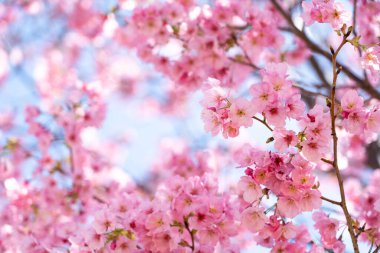Kapalı arkaplan pembe çiçek sakura (kiraz çiçeği)