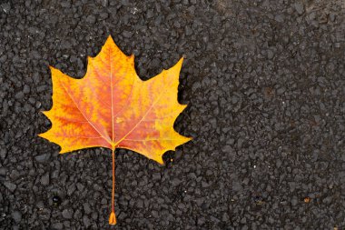 Siyah doku arka planında akçaağaç yaprağının kırmızı turuncu rengi