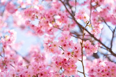Kapalı arkaplan pembe çiçek sakura (kiraz çiçeği)
