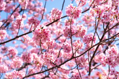 Kapalı arkaplan pembe çiçek sakura (kiraz çiçeği)