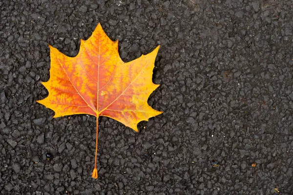 Siyah doku arka planında akçaağaç yaprağının kırmızı turuncu rengi