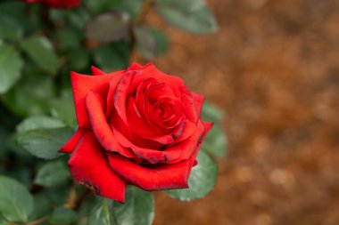 Bahçede yeşil yapraklı kırmızı gül