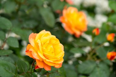 Bahçede yeşil yapraklı sarı gül