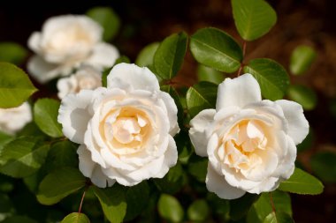 Bahçede yeşil yapraklı beyaz bir gül