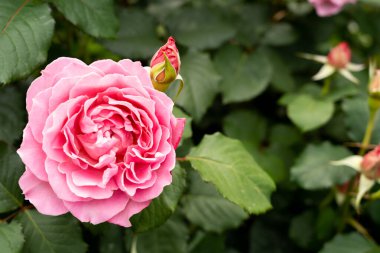 Bahçedeki yeşil yapraklı pembe gül