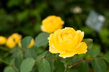 Bahçede yeşil yapraklı sarı gül