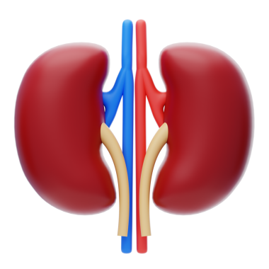 Böbrek 3D Simgesi. İnsan böbreği iç organ 3 boyutlu illüstrasyon