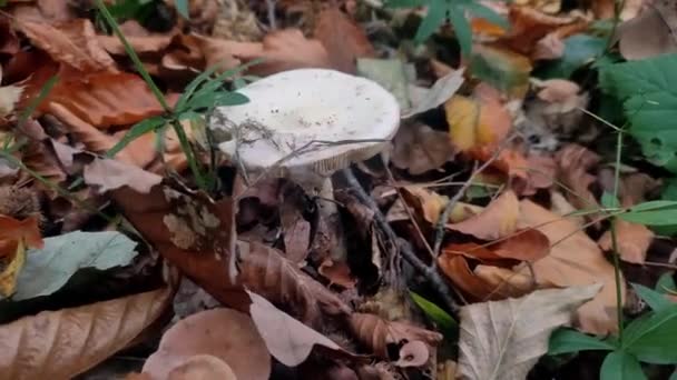 森林中的蘑菇在松树林中生长着不可知论的苍蝇 — 图库视频影像