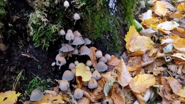Champignons Forestiers Mouche Agarique Poussent Dans Une Forêt Pins — Video