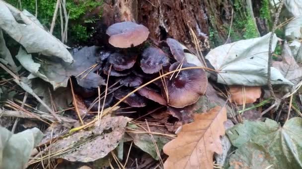 森林中的蘑菇在松树林中生长着不可知论的苍蝇 — 图库视频影像