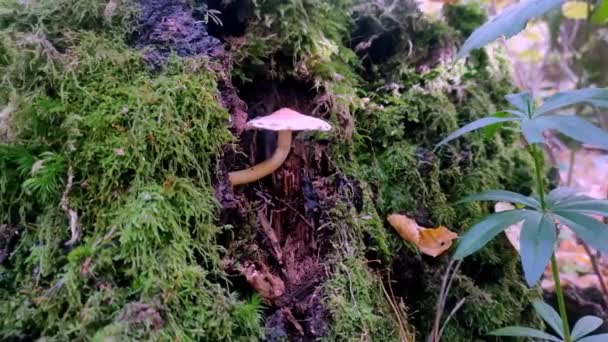 Cogumelos Florestais Voam Agárico Crescem Uma Floresta Pinheiro — Vídeo de Stock