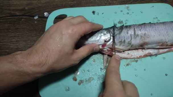 Cocinero Corta Pescado Lucio Crudo Una Tabla Cortar Con Cuchillo — Vídeos de Stock