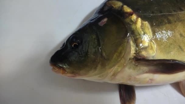 Sazan Balığı Kesme Tahtasına Uzanır Solungaçlarıyla Nefes Alır — Stok video