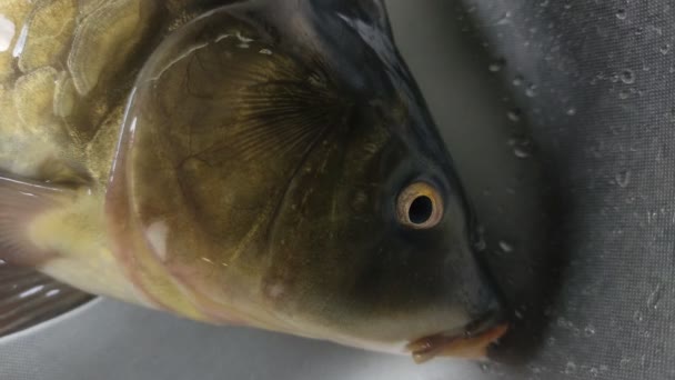 Carpa Pesce Vivo Trova Nel Lavabo Respira Con Branchie — Video Stock
