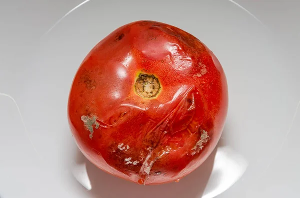 Arruinado Podrido Con Tomate Mohoso Plato — Foto de Stock