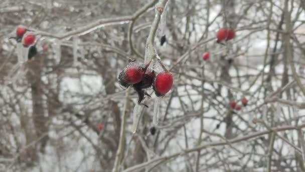 覆盖在冰冷雨里的冬季树木 — 图库视频影像