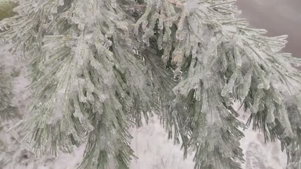 Árboles Invierno Cubiertos Lluvia Helada — Vídeos de Stock