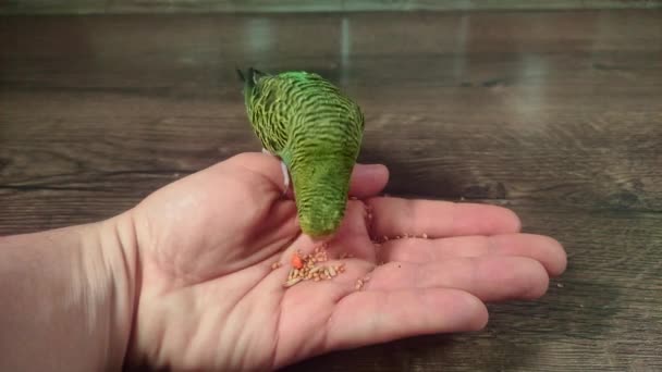 Young Green Budgerigar Eats Hand — Vídeo de stock