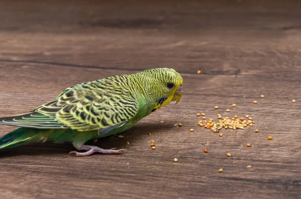 Small Green Wavy Parrot Eats Millet Wooden Table 스톡 이미지