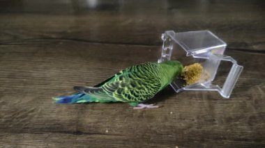 Small green wavy parrot eats millet on a wooden table