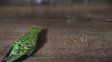 Small green wavy parrot eats millet on a wooden table