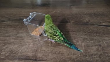 Small green wavy parrot eats millet on a wooden table