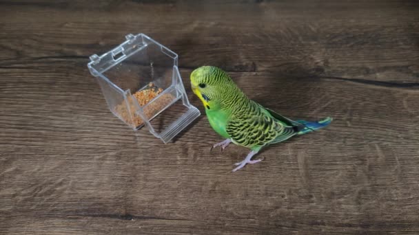 Small Green Wavy Parrot Eats Millet Wooden Table — Vídeo de stock