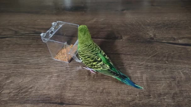 Small Green Wavy Parrot Eats Millet Wooden Table — Video
