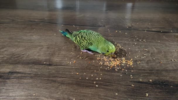 Small Green Wavy Parrot Eats Millet Wooden Table — Vídeo de stock