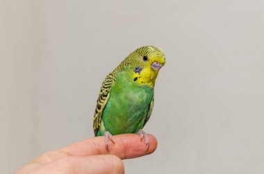 A young green wavy parrot sits on a hand, a human finger
