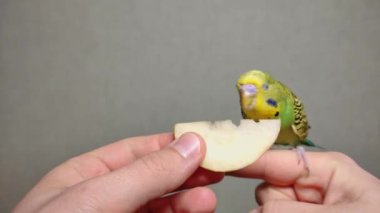 A small green budgerigar eats an apple from the hand while sitting on a person's finger