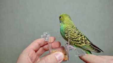 A small green budgerigar eats millet from a hand feeder while sitting on his hands on his finger