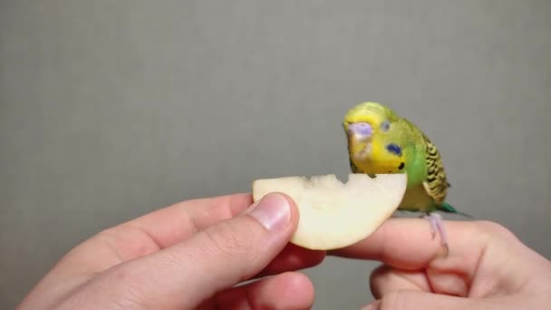 Small Green Budgerigar Eats Apple Hand While Sitting Person Finger — Vídeos de Stock